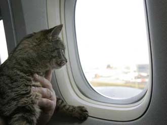 pets-on-a-plane-1.jpg