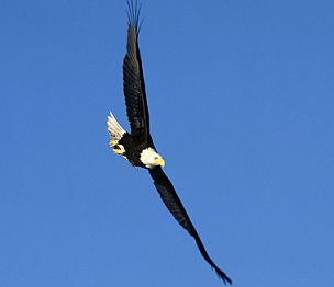 eagle.jpg